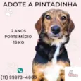 Pintadinha