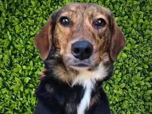 Cachorro raça SRD-ViraLata idade 2 anos nome Pintadinha 