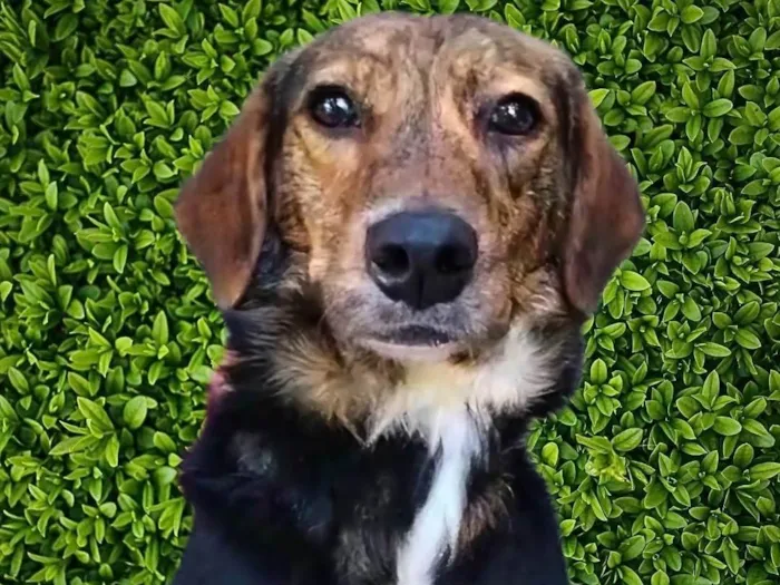 Cachorro ra a SRD-ViraLata idade 2 anos nome Pintadinha 