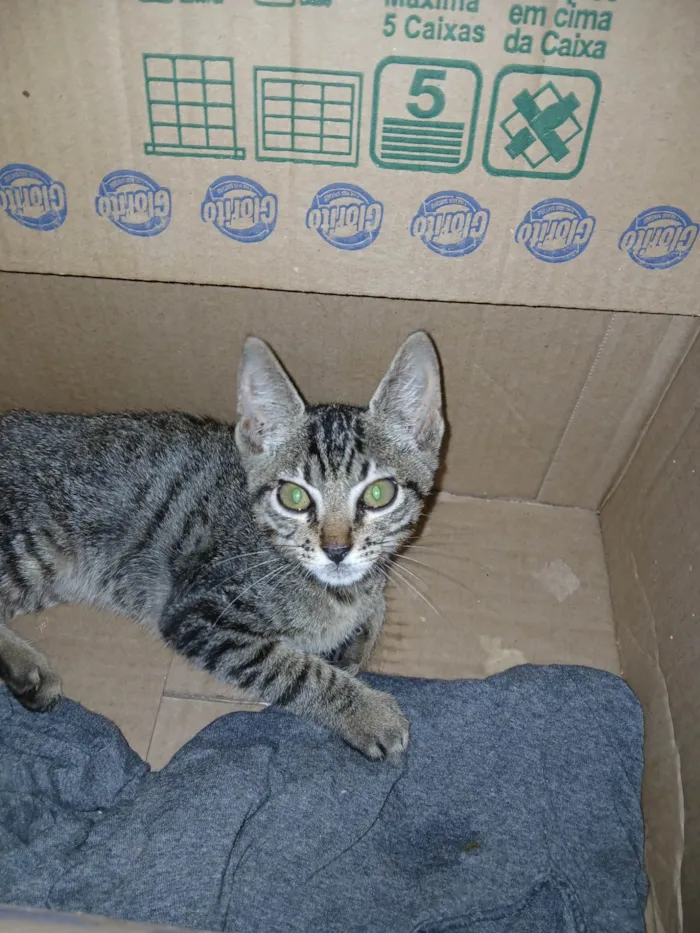 Gato ra a SRD-ViraLata idade 2 a 6 meses nome sem nome 