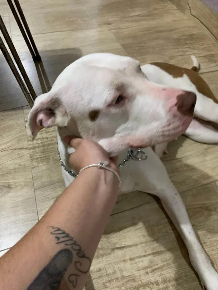 Cachorro ra a Pit-Bull idade 7 a 11 meses nome Francisca 