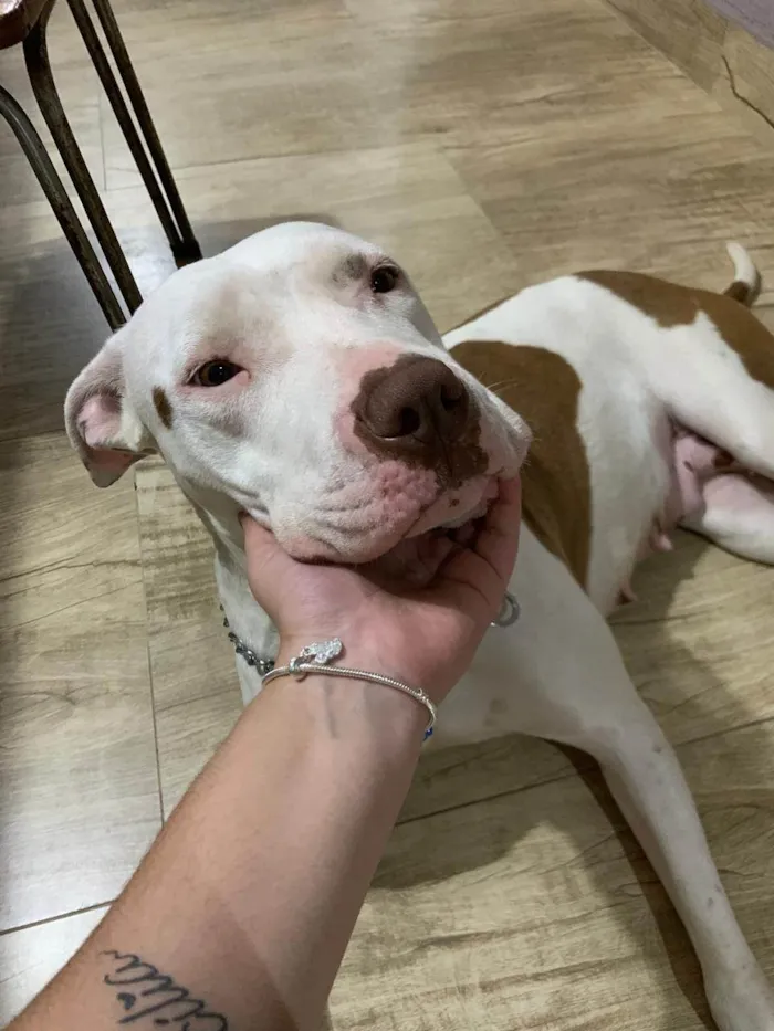 Cachorro ra a Pit-Bull idade 7 a 11 meses nome Francisca 