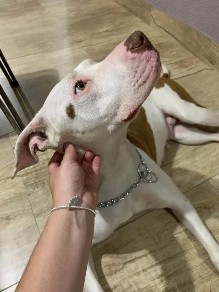 Cachorro ra a Pit-Bull idade 7 a 11 meses nome Francisca 