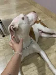 Francisca