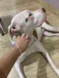 Francisca