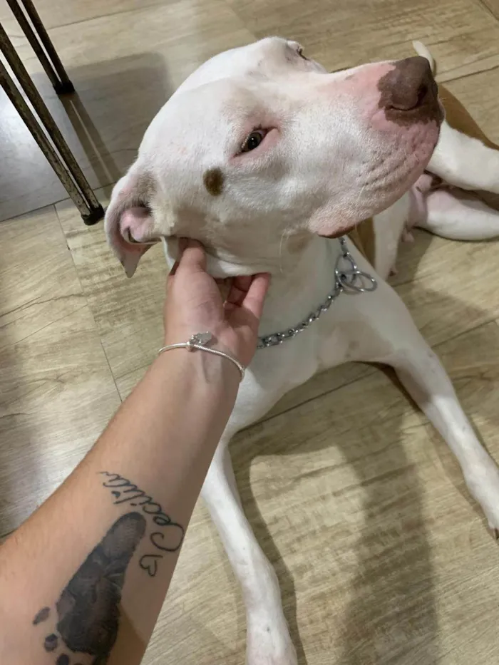 Cachorro ra a Pit-Bull idade 7 a 11 meses nome Francisca 