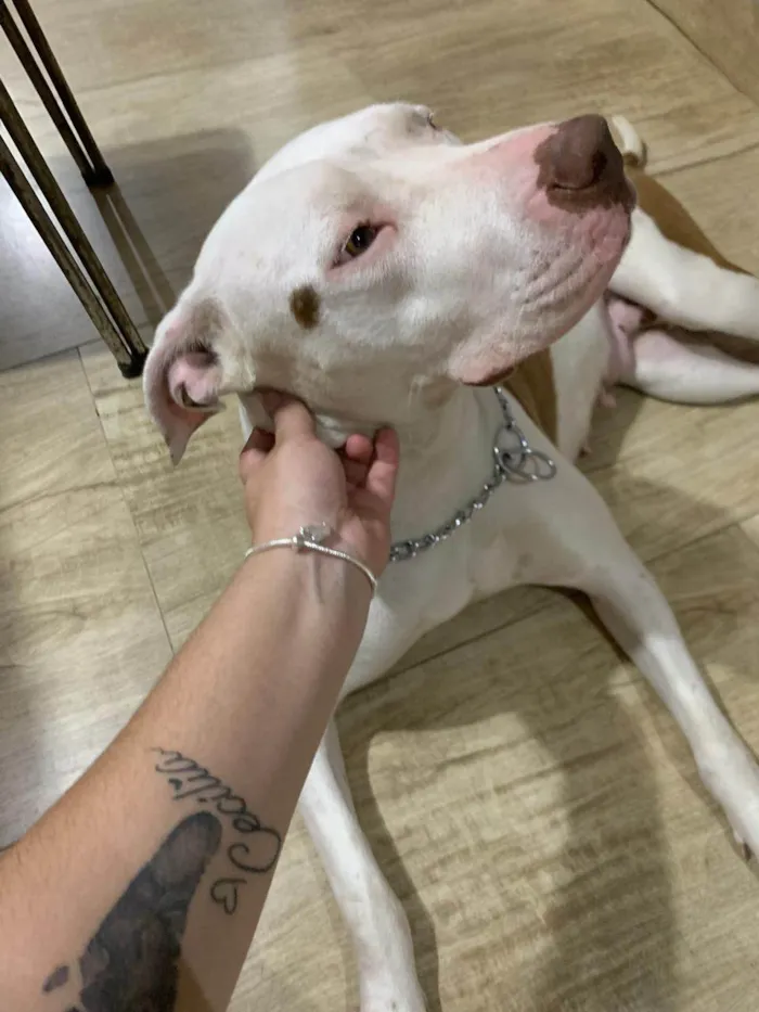 Cachorro ra a Pit-Bull idade 7 a 11 meses nome Francisca 