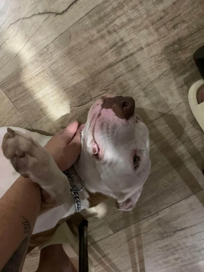 Cachorro ra a Pit-Bull idade 7 a 11 meses nome Francisca 