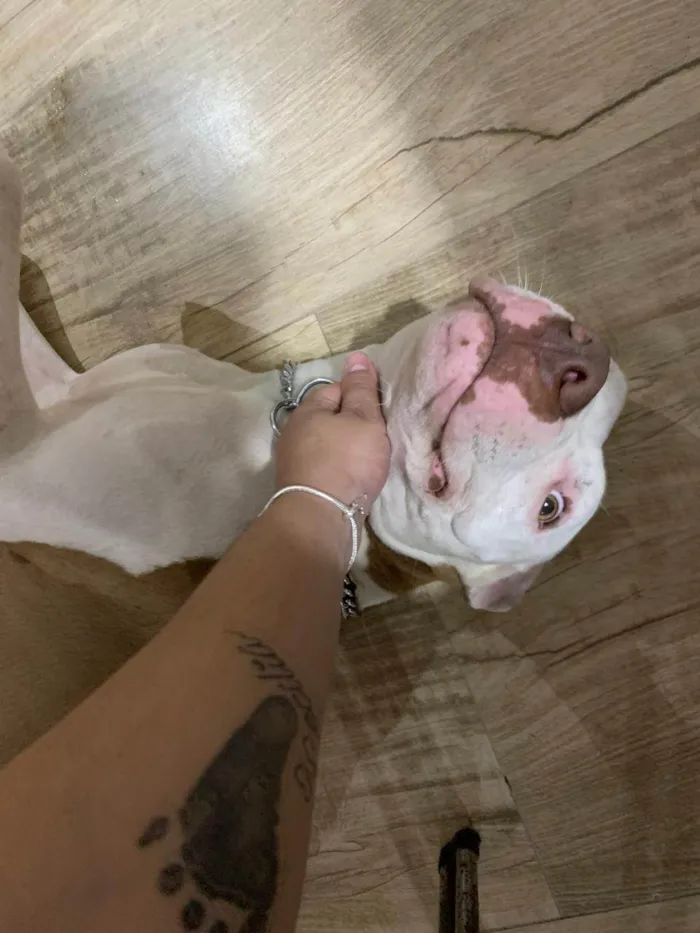 Cachorro ra a Pit-Bull idade 7 a 11 meses nome Francisca 