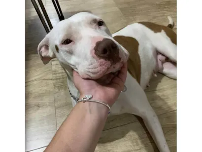 Cachorro raça Pit-Bull idade 7 a 11 meses nome Francisca 