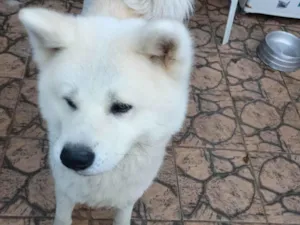 Cachorro raça Husky Siberiano idade 2 a 6 meses nome Oliver 