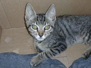 Gato raça SRD-ViraLata idade 2 a 6 meses nome sem nome 