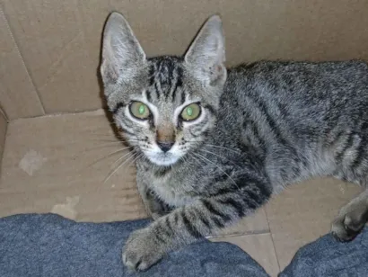Gato raça SRD-ViraLata idade 2 a 6 meses nome sem nome 