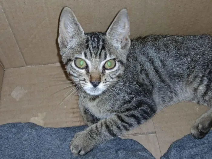Gato ra a SRD-ViraLata idade 2 a 6 meses nome sem nome 