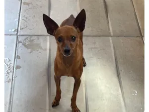 Cachorro raça Pinscher idade 1 ano nome Paçoca 