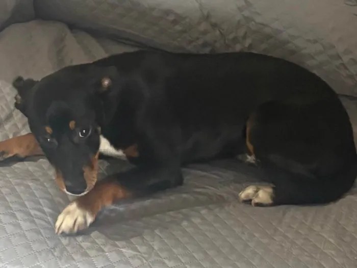 Cachorro ra a SRD-ViraLata idade 2 a 6 meses nome Spaick 