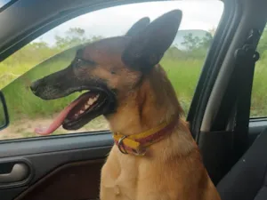 Cachorro raça Pastor Alemão idade 4 anos nome Pitaya