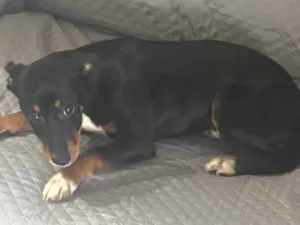 Cachorro raça SRD-ViraLata idade 2 a 6 meses nome Spaick 