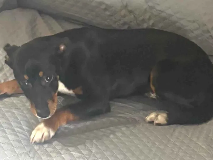 Cachorro ra a SRD-ViraLata idade 2 a 6 meses nome Spaick 