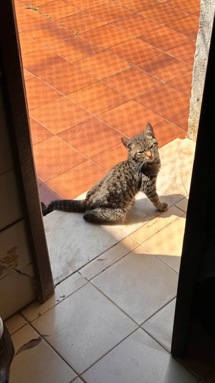 Gato ra a SRD-ViraLata idade 2 a 6 meses nome Zé da silva