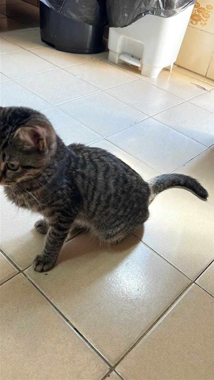Gato ra a SRD-ViraLata idade 2 a 6 meses nome Zé da silva