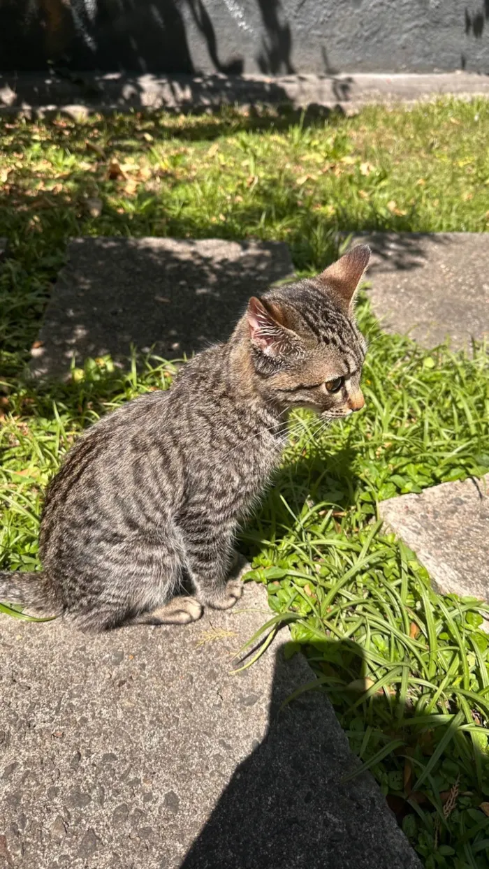 Gato ra a SRD-ViraLata idade 2 a 6 meses nome Zé da silva