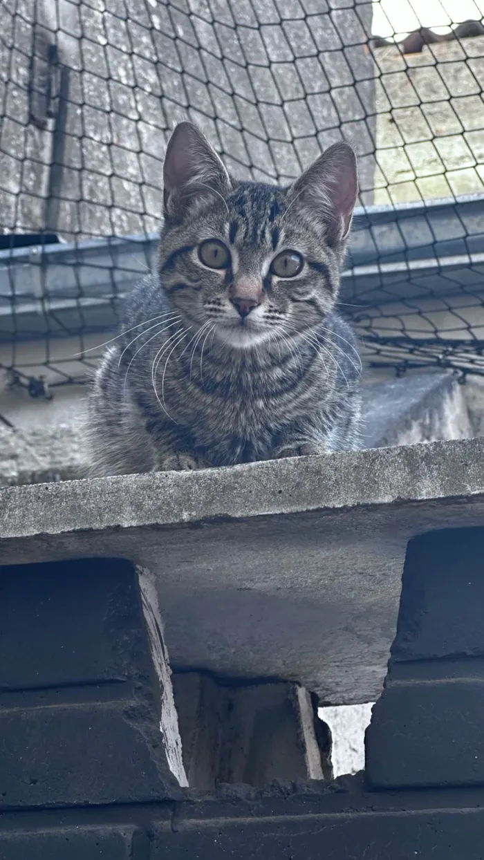 Gato ra a SRD-ViraLata idade 2 a 6 meses nome Zé da silva