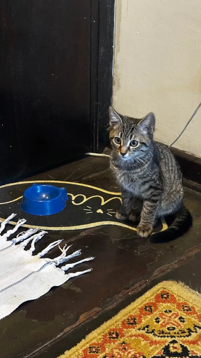 Gato ra a SRD-ViraLata idade 2 a 6 meses nome Zé da silva