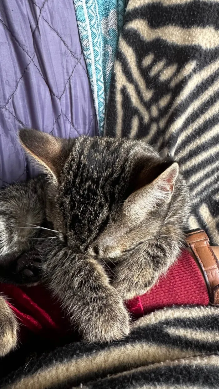 Gato ra a SRD-ViraLata idade 2 a 6 meses nome Zé da silva