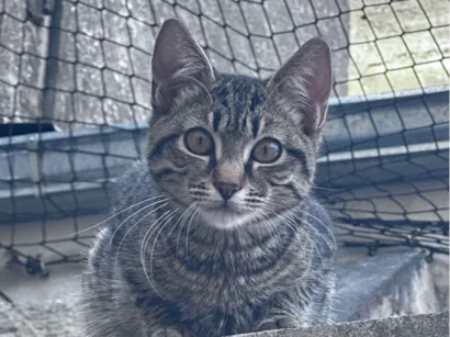 Gato raça SRD-ViraLata idade 2 a 6 meses nome Zé da silva