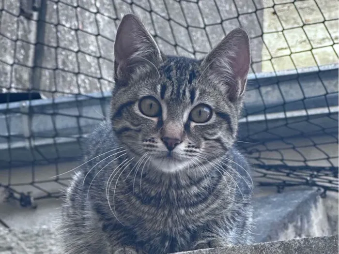 Gato ra a SRD-ViraLata idade 2 a 6 meses nome Zé da silva
