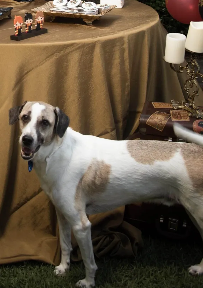 Cachorro ra a SRD-ViraLata idade 6 ou mais anos nome Bud (pronúncia Bâd)