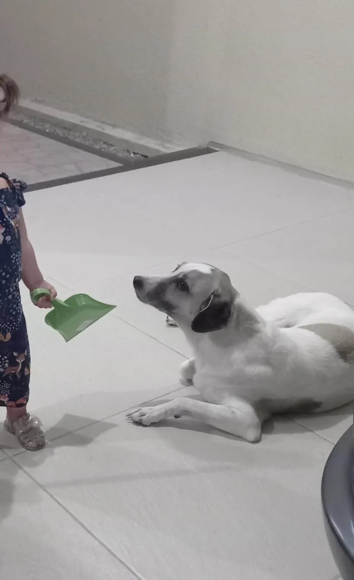 Cachorro ra a SRD-ViraLata idade 6 ou mais anos nome Bud (pronúncia Bâd)