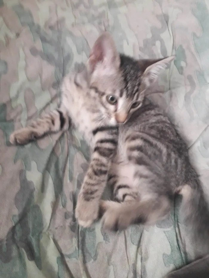 Gato ra a SRD-ViraLata idade 2 a 6 meses nome Carolina