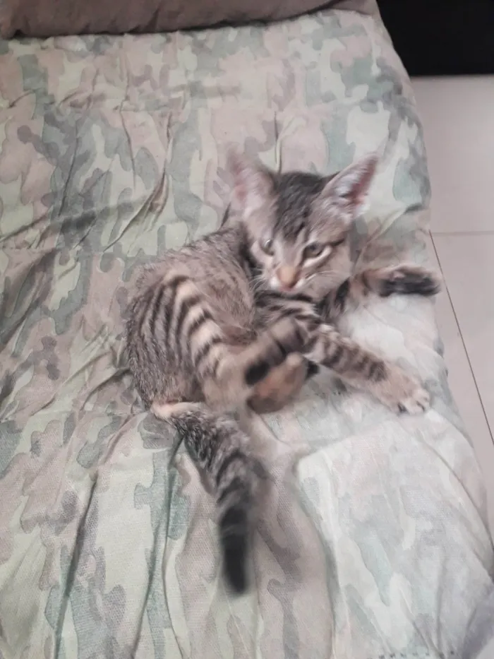 Gato ra a SRD-ViraLata idade 2 a 6 meses nome Carolina