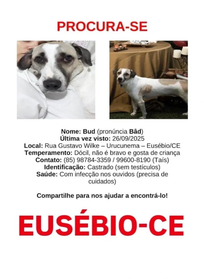 Cachorro ra a SRD-ViraLata idade 6 ou mais anos nome Bud (pronúncia Bâd)