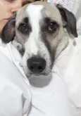 Bud (pronúncia Bâd)