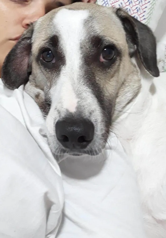 Cachorro ra a SRD-ViraLata idade 6 ou mais anos nome Bud (pronúncia Bâd)