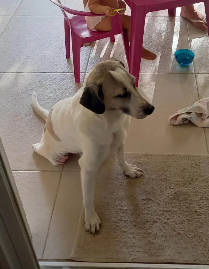 Cachorro ra a SRD-ViraLata idade 6 ou mais anos nome Bud (pronúncia Bâd)