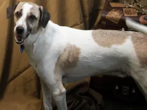 Cachorro raça SRD-ViraLata idade 6 ou mais anos nome Bud (pronúncia Bâd)