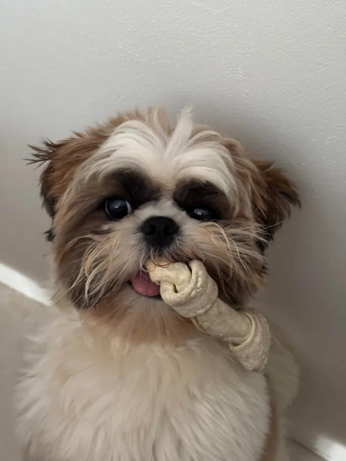 Cachorro ra a Shitzu idade 2 anos nome Luffy 