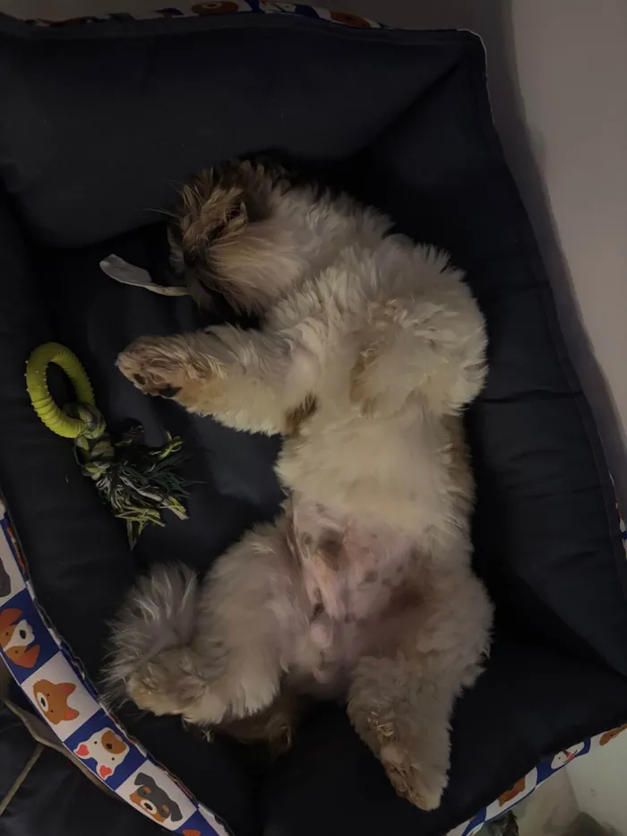 Cachorro ra a Shitzu idade 2 anos nome Luffy 