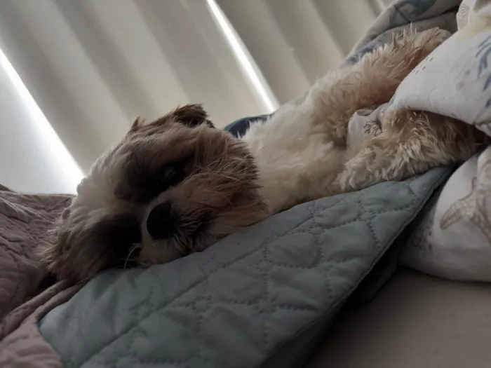 Cachorro ra a Shitzu idade 2 anos nome Luffy 