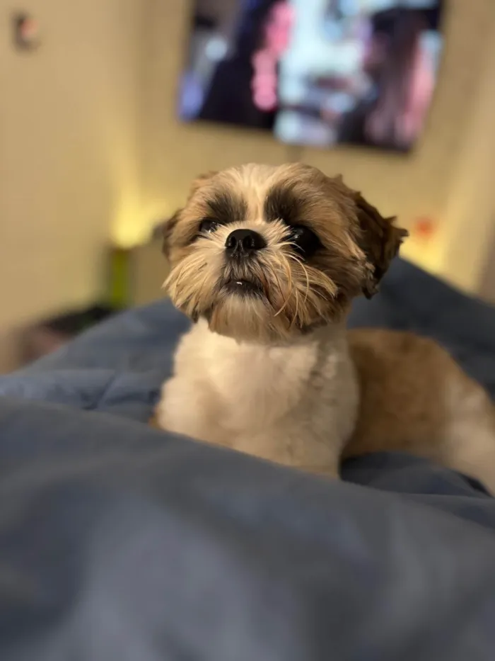 Cachorro ra a Shitzu idade 2 anos nome Luffy 