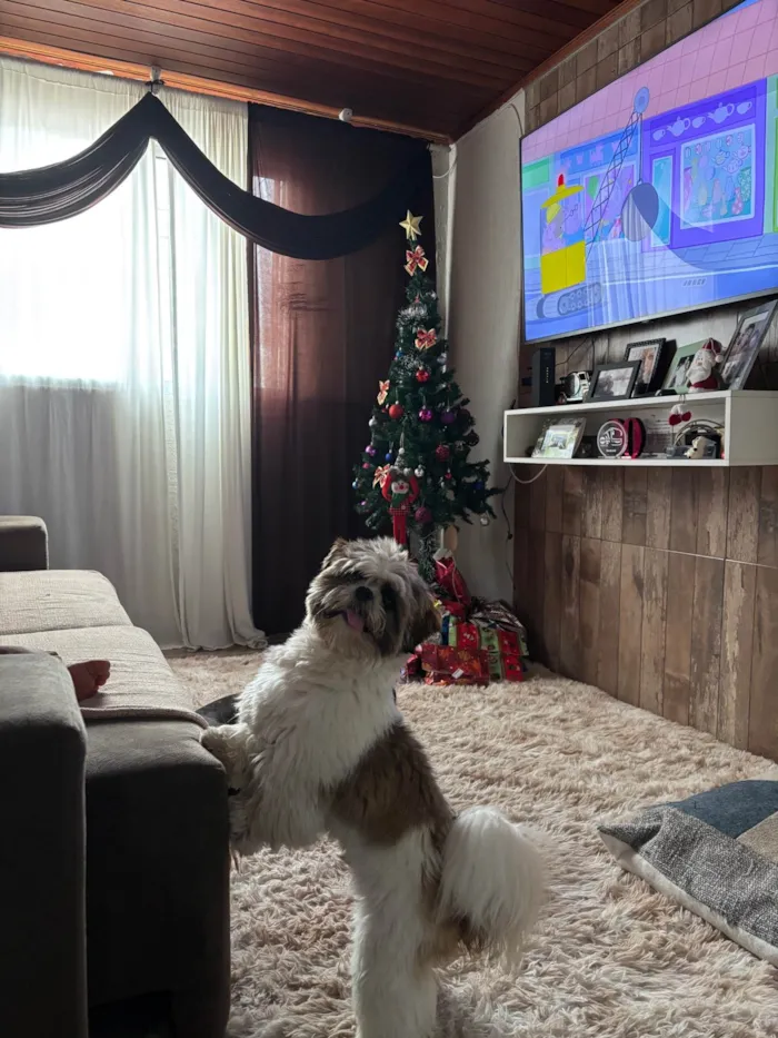 Cachorro ra a Shitzu idade 2 anos nome Luffy 