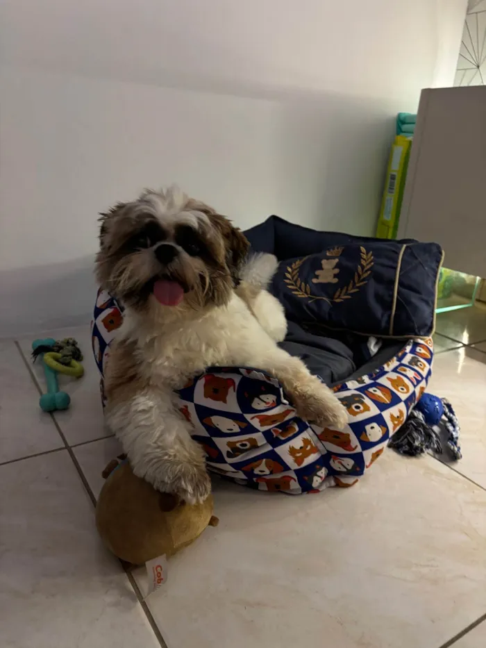 Cachorro ra a Shitzu idade 2 anos nome Luffy 
