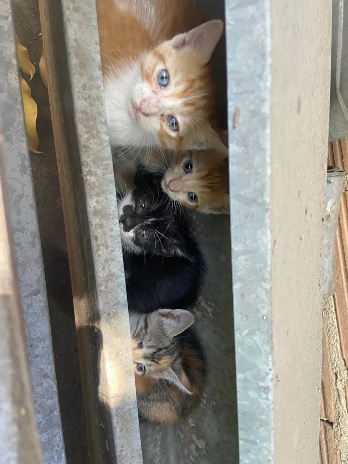 Gato ra a SRD-ViraLata idade Abaixo de 2 meses nome Sem nome 