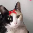 Maia 
