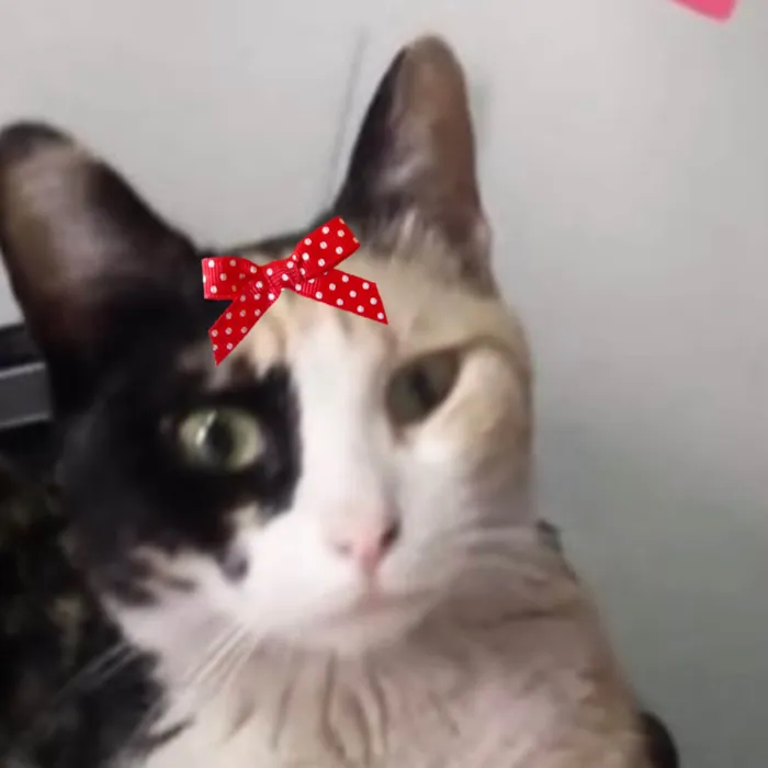 Gato ra a SRD-ViraLata idade 2 a 6 meses nome Maia 