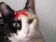 Maia 